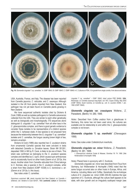 Colletotrichum: complex species or species ... - CBS - KNAW