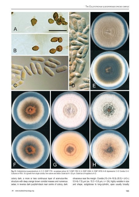 Colletotrichum: complex species or species ... - CBS - KNAW