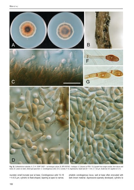 Colletotrichum: complex species or species ... - CBS - KNAW