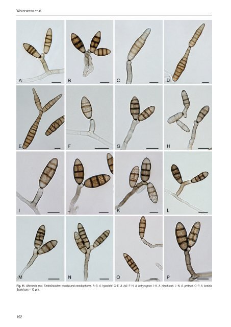 Alternaria redefined - CBS - KNAW