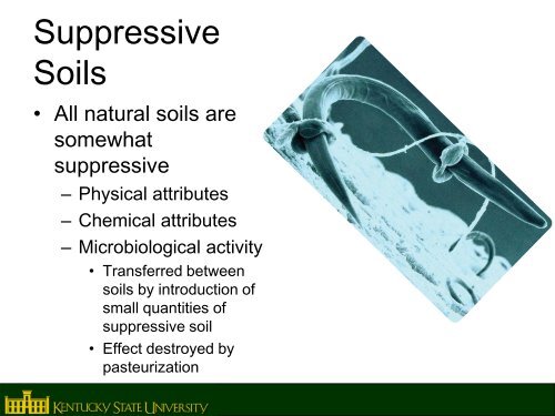 Disease Suppressive Soil