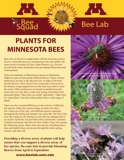 Plants for Minnesota Bees - NEW LIST - Bee Lab