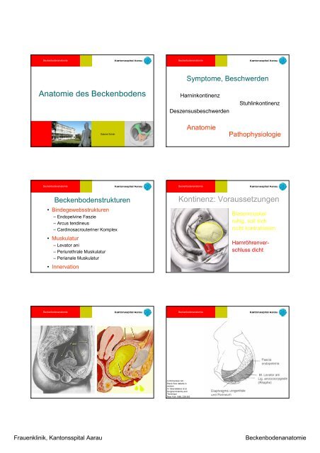 Anatomie des Beckenbodens