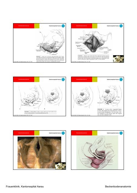 Anatomie des Beckenbodens