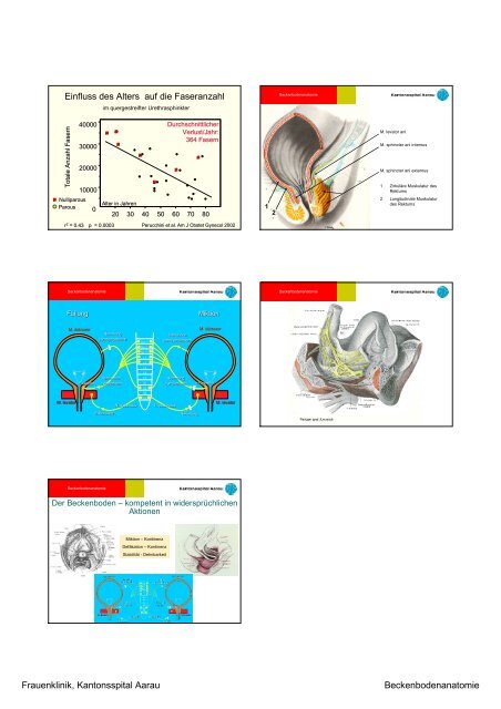 Anatomie des Beckenbodens