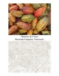 Maracas de Cacao Hacienda GuÃ¡quira, Venezuela.