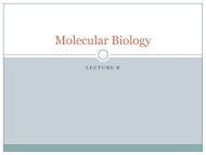 Molecular biology lecture 8 - lectureug4