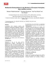 Wolbachia Endosymbiont in the Workers of European Honeybee ...