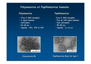 HPV-16