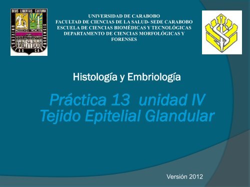 PrÃ¡ctica 13 unidad IV Tejido Epitelial Glandular - Universidad de ...