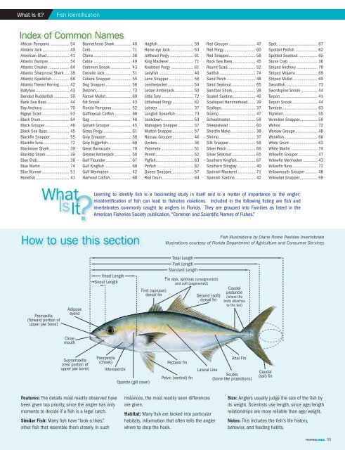 Fish Identification Section of Fishing Lines - Tampa Bay ...