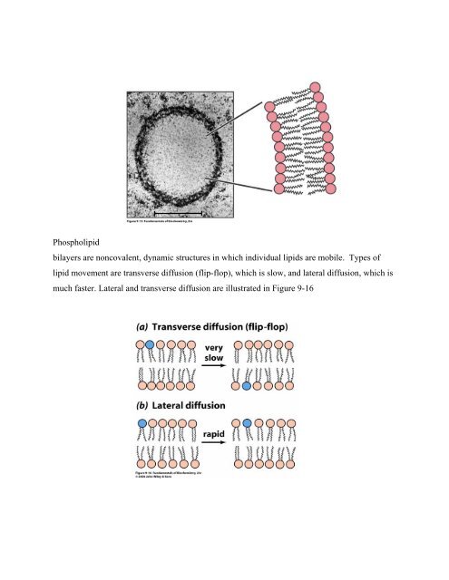 Chapter 9 - Lipids and Biological Membranes