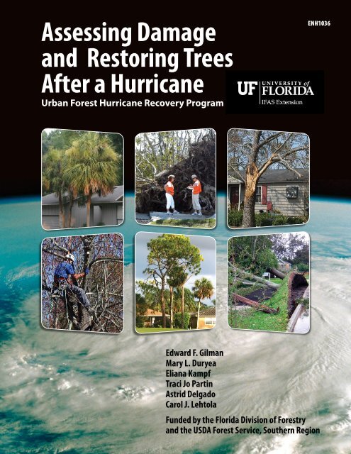 Assessing Damage and Restoring Trees After a Hurricane