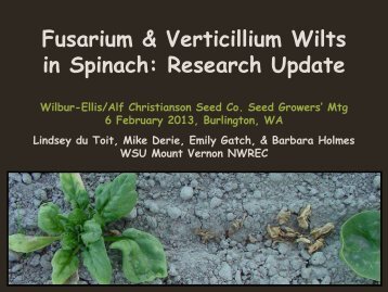 Fusarium & Verticillium Wilts in Spinach - WSU Mount Vernon ...