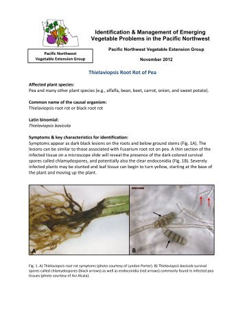 Thielaviopsis Root Rot of Pea