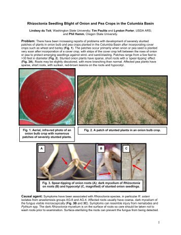 Rhizoctonia Seedling Blight of Onion in the Columbia Basin