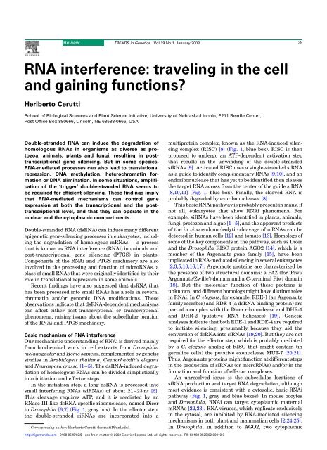 RNA interference: traveling in the cell and gaining functions?