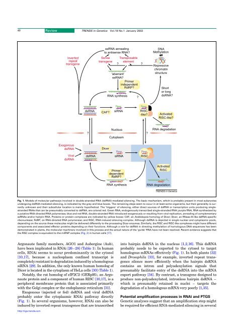 RNA interference: traveling in the cell and gaining functions?