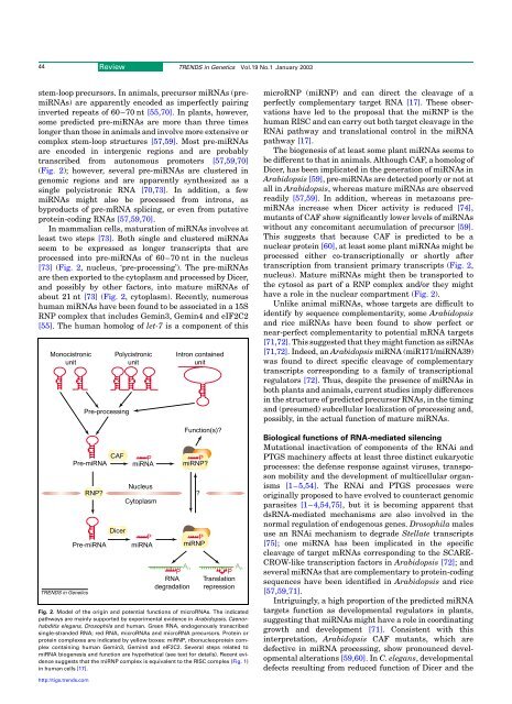 RNA interference: traveling in the cell and gaining functions?