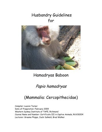 Humadryas Baboon - Nswfmpa.org