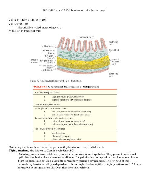 Cells in their social context Cell Junctions