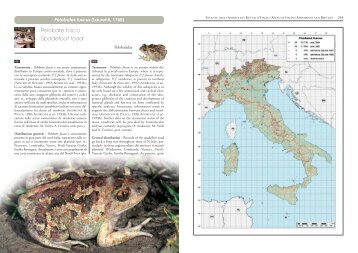 Pelobate fosco Spadefoot toad - Franco Andreone