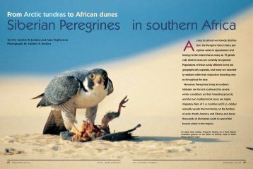 Siberian Peregrines in southern Africa