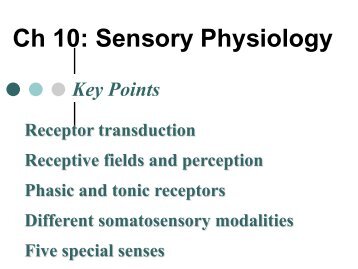 Chapter 10: Sensory Physiology