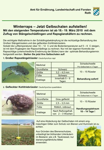 Winterraps â Jetzt Gelbschalen aufstellen! - Amt fÃ¼r ErnÃ¤hrung ...