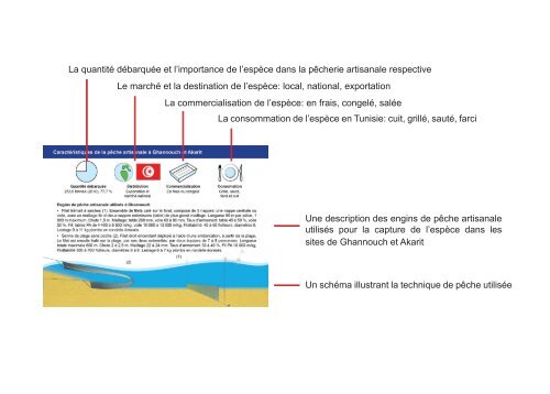 Guide des espÃ¨ces debarquÃ©es par la pÃªche ... - Faoartfimed.org