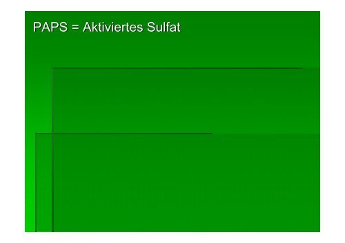 PAPS = Aktiviertes Sulfat
