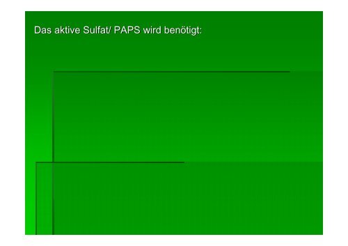 PAPS = Aktiviertes Sulfat