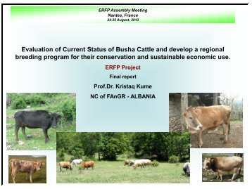 Evaluation of Current Status of Busha Cattle and develop a regional ...