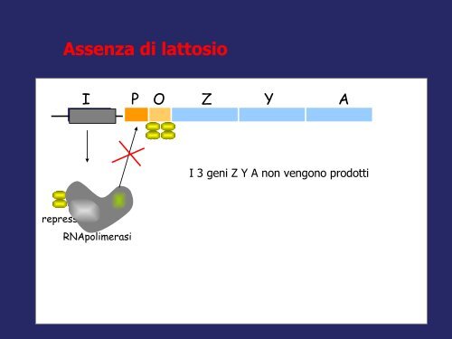 Produzione e purificazione delle proteine