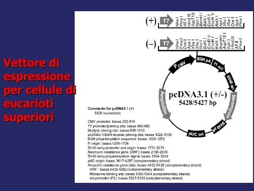 Produzione e purificazione delle proteine