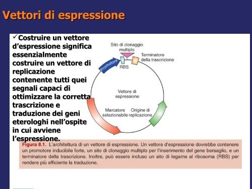 Produzione e purificazione delle proteine