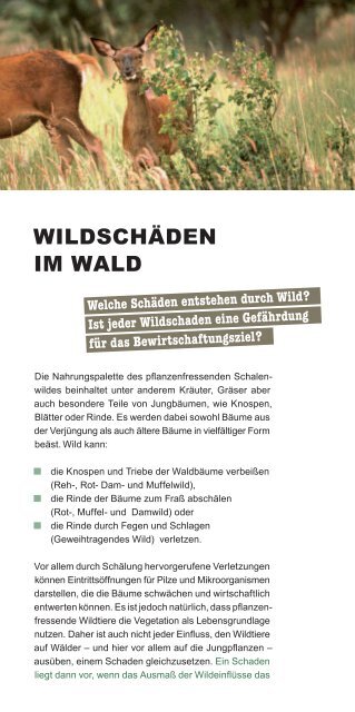 Wildschäden im Wald - Land Brandenburg