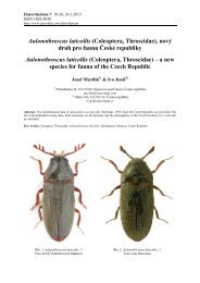Aulonothroscus laticollis (Coleoptera, Throscidae), novÃ½ ... - Elateridae