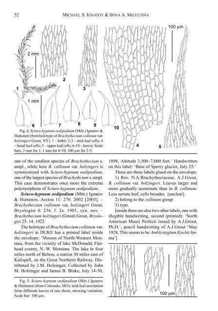 ON SCIURO-HYPNUM OEDIPODIUM AND S. CURTUM - Arctoa