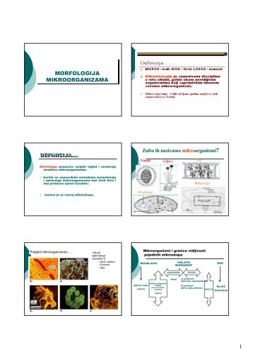 1 MORFOLOGIJA MIKROORGANIZAMA MORFOLOGIJA ...
