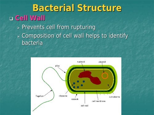 Bacteria WS I