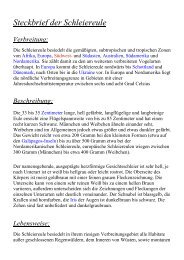 Steckbrief der Schleiereule