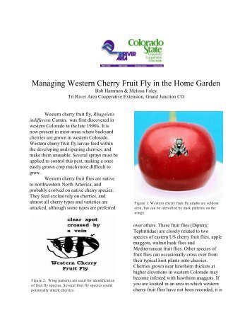 Managing Western Cherry Fruit Fly in the Home Garden