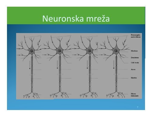 UVOD U KOGNITIVNU ZNANOST KonekcionistiÄki / NeurobioloÅ¡ki ...