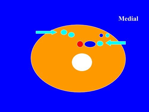 Anatomy Physiology DVT