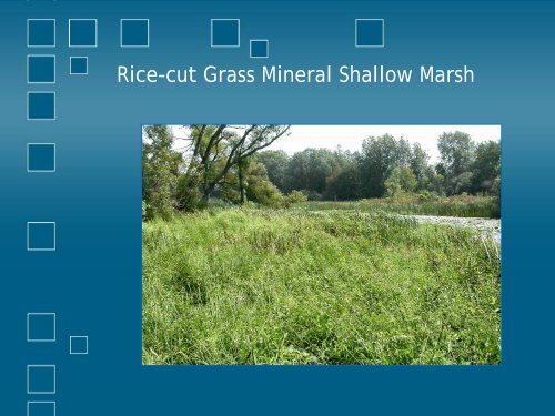 Wetland Characteristics - Niagara Peninsula Conservation Authority