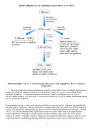 fermentacion2007