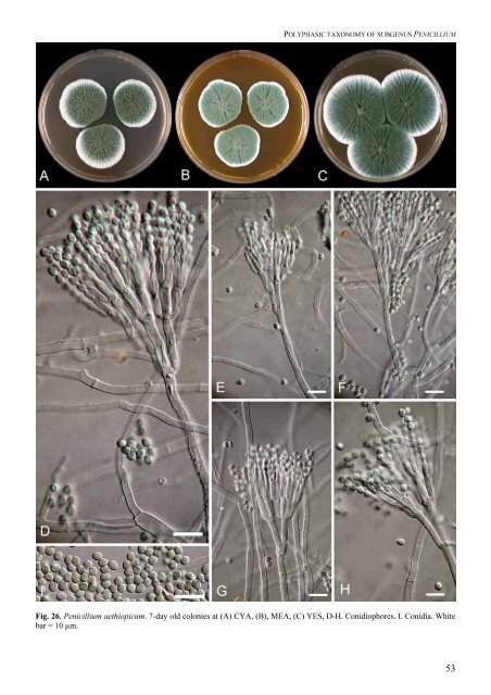 Fig. 26, Penicillium aethiopicum. 7-day old colonies at (A) CYA - CBS