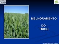 MELHORAMENTO DO TRIGO