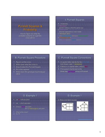 Punnett Squares & Probability